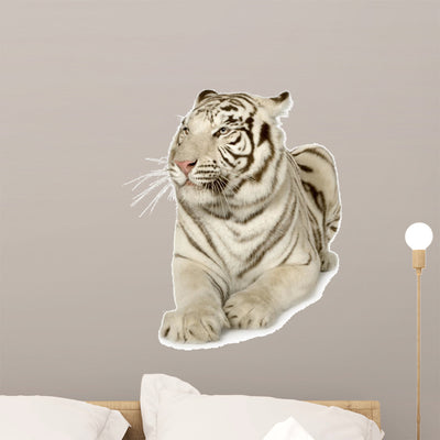 White Tiger 3 Years shown on a wall
