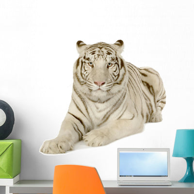 Resting White Tiger Wall Decal shown on a wall