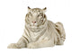 White Tiger 3 Years Wall Decal