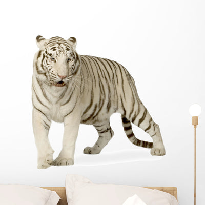 Siberian White Tiger Wall Decal shown on a wall