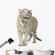 White Tiger 3 Years Wall Decal