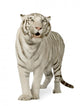White Tiger 3 Years Wall Decal