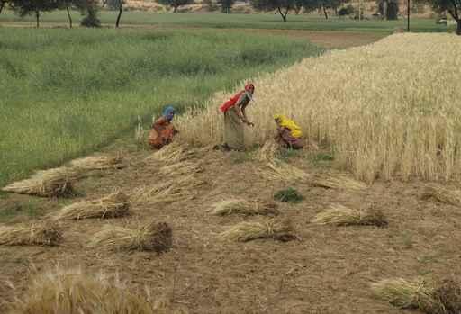 Woman with Fields Wall Decal