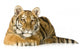 Tiger Cub 5 Months Wall Decal