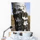 Birkenstamm Wall Mural
