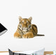 Tiger cub (5 months) Wall Decal