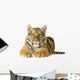 Tiger cub (5 months) Wall Decal