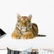 Tiger cub (5 months) Wall Decal