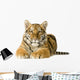 Tiger cub (5 months) Wall Decal