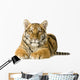 Tiger cub (5 months) Wall Decal