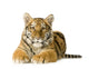 Tiger cub (5 months) Wall Decal
