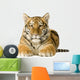 Tiger cub (5 months) Wall Mural
