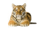 Tiger cub (5 months) Wall Mural