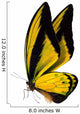 Butterfly Macro Background 