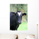Kuhgst of the. Wall Mural