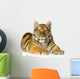 Tiger cub (5 months) Wall Decal
