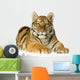 Tiger cub (5 months) Wall Decal