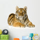 Tiger cub (5 months) Wall Decal