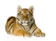 Tiger cub (5 months) Wall Decal