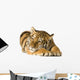Tiger Cub 5 Months Wall Decal