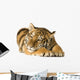 Tiger Cub 5 Months Wall Decal