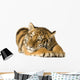 Tiger Cub 5 Months Wall Decal