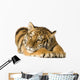 Tiger Cub 5 Months Wall Decal