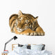Tiger Cub 5 Months Wall Decal