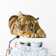Tiger Cub 5 Months Wall Decal