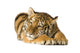 Tiger Cub 5 Months Wall Decal