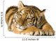 Tiger Cub 5 Months Wall Decal
