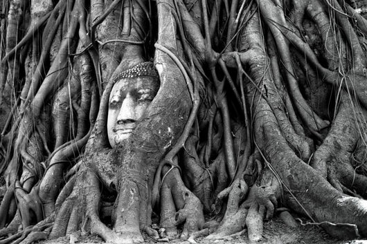 Buddha head, wat phra mahathat, Thailand 