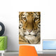 Tiger cub (5 months) Wall Mural