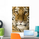 Tiger cub (5 months) Wall Mural