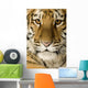 Tiger cub (5 months) Wall Mural