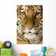 Tiger cub (5 months) Wall Mural