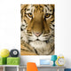 Tiger cub (5 months) Wall Mural
