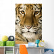 Tiger cub (5 months) Wall Mural