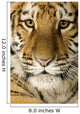 Tiger cub (5 months) Wall Mural