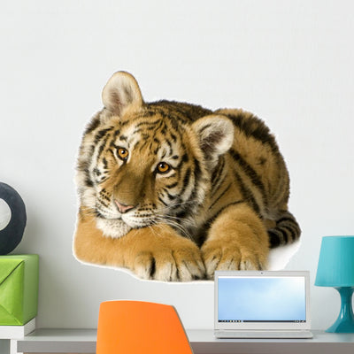 Tiger Cub 5 Months Wall Decal shown on a wall