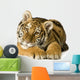 Tiger cub (5 months) Wall Decal