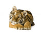 Tiger cub (5 months) Wall Decal