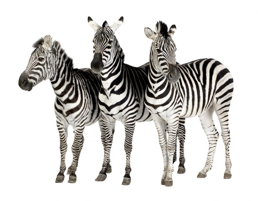 Zebra Wall Decal
