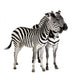 Zebra Wall Decal