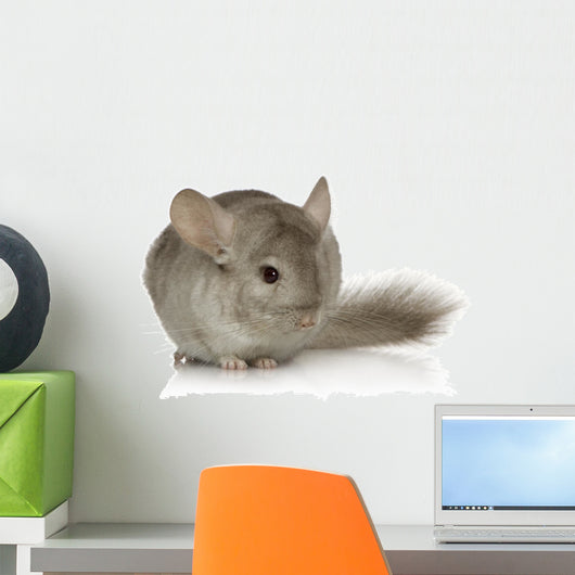 Chinchilla Wall Decal