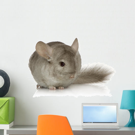 Chinchilla Wall Decal