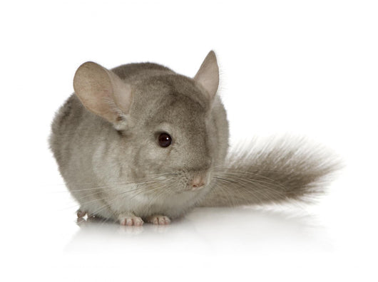 Chinchilla Wall Decal
