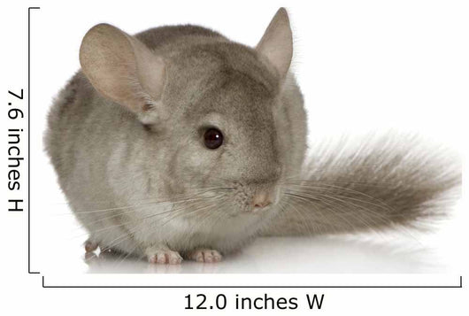 Chinchilla Wall Decal