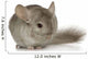 Chinchilla Wall Decal