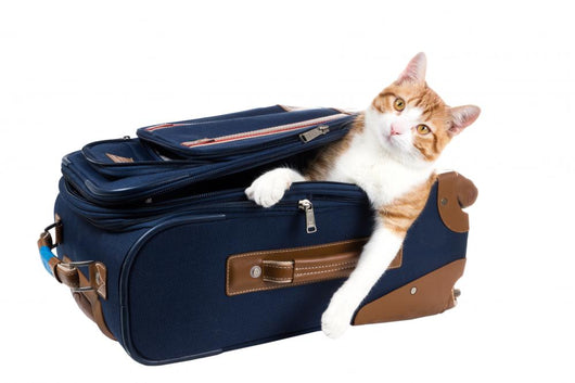 Perky cat sitting in a suitcase Wall Decal